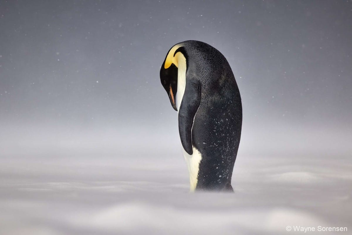 A lone emperor penguin on the fast ice in Antarctica’s far southern reaches of the Ross Sea.