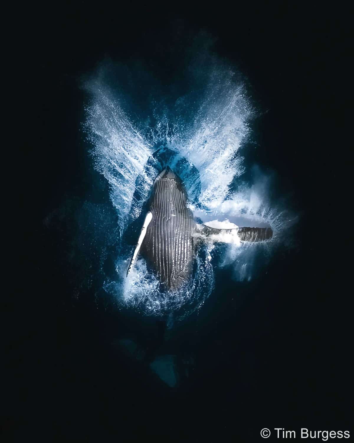 Aerial view of young humpback whale during migration