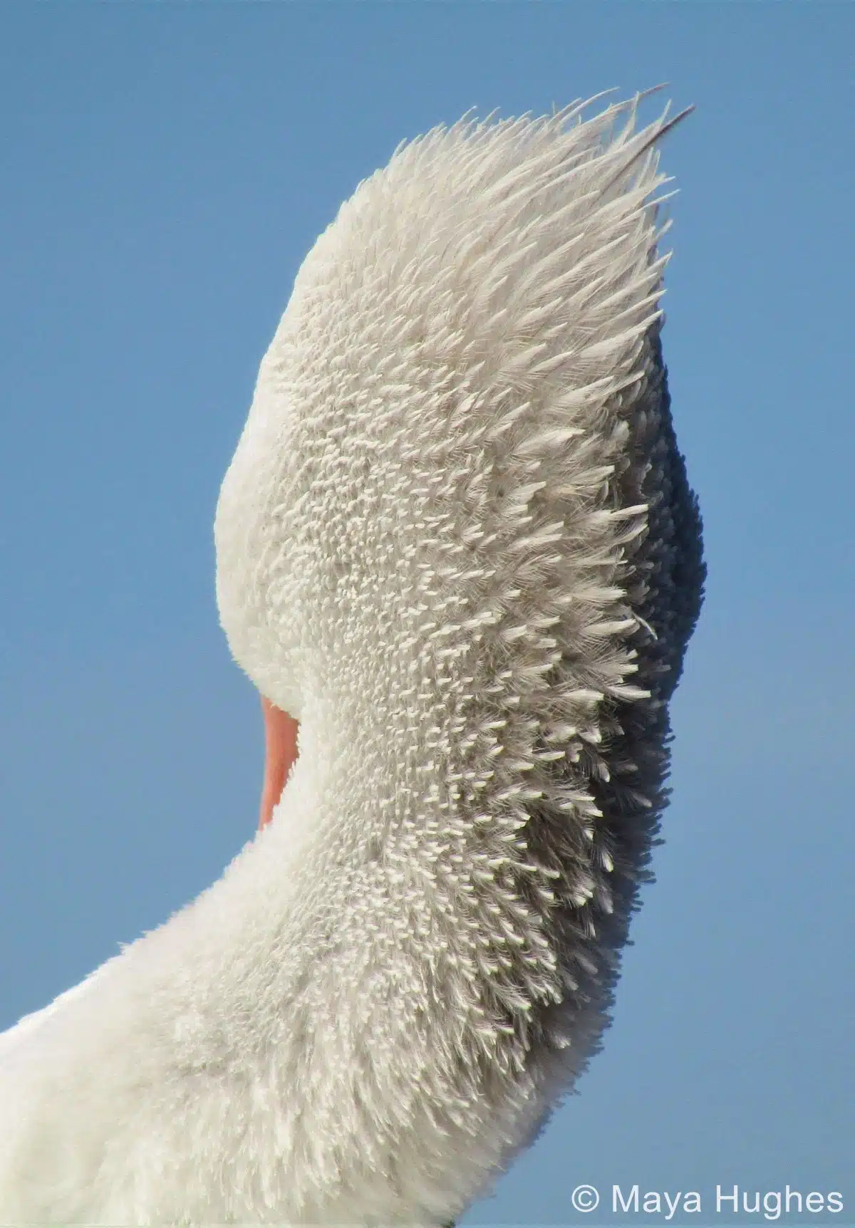 Portrait of Australian pelican preening on a rock