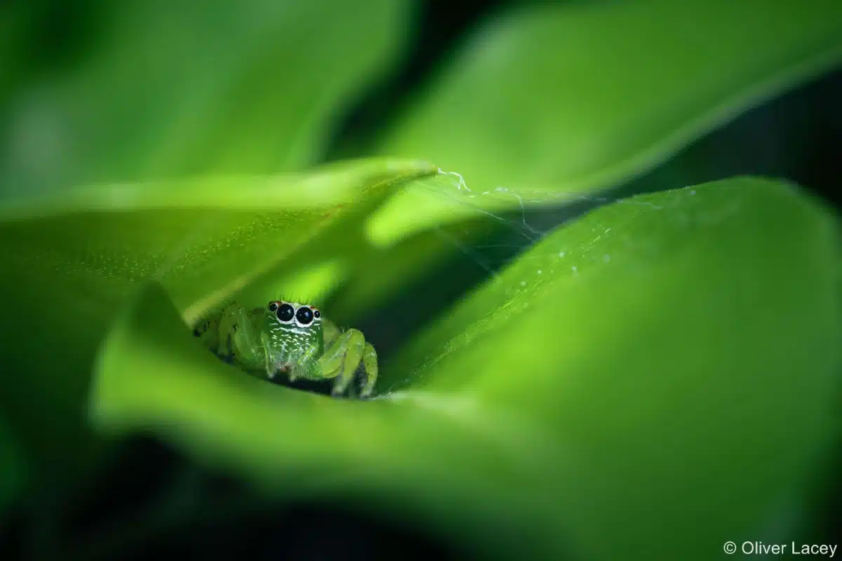 Female green jumping spider sitting on a leaf