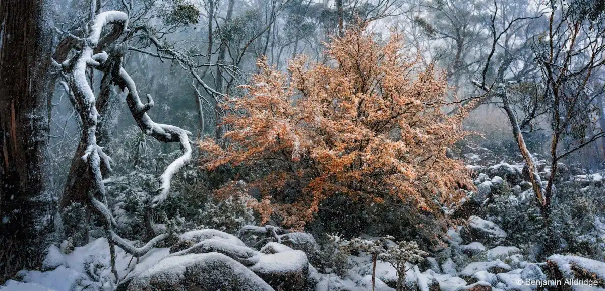 Tanglefoot, deciduous beech, fagus (Nothofagus gunnii) covered in snow in the forest