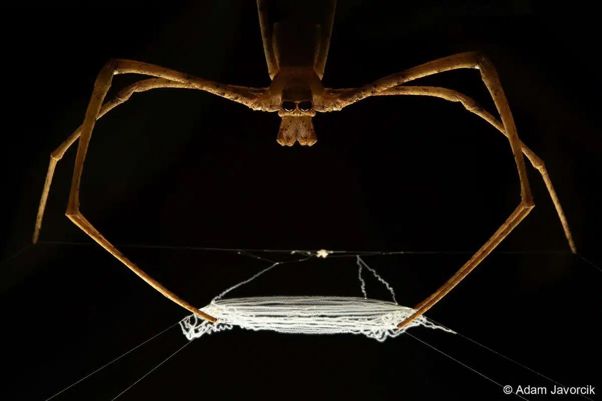 Macro photo of Deinopis spider spining a web