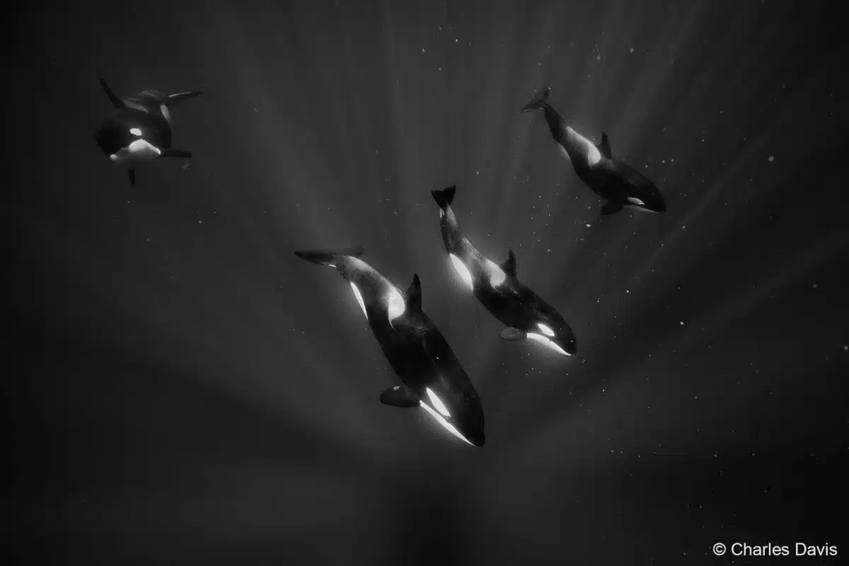 Black and white photo of orcas underwater at Bremer Canyon