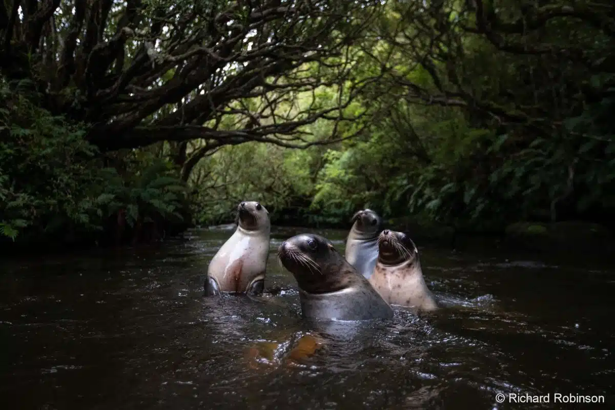 Juvenile sea lions enjoy a stream at the head of Port Ross.