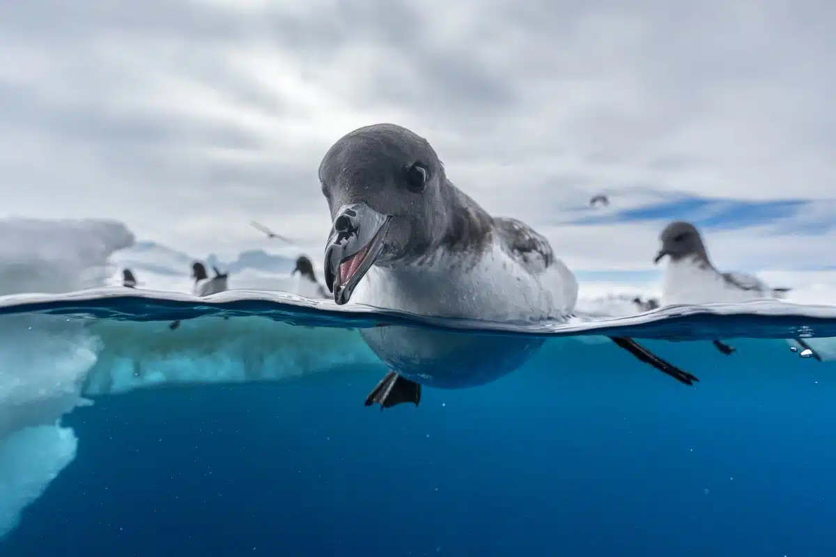 Cape Petrels in the water in Antarctica