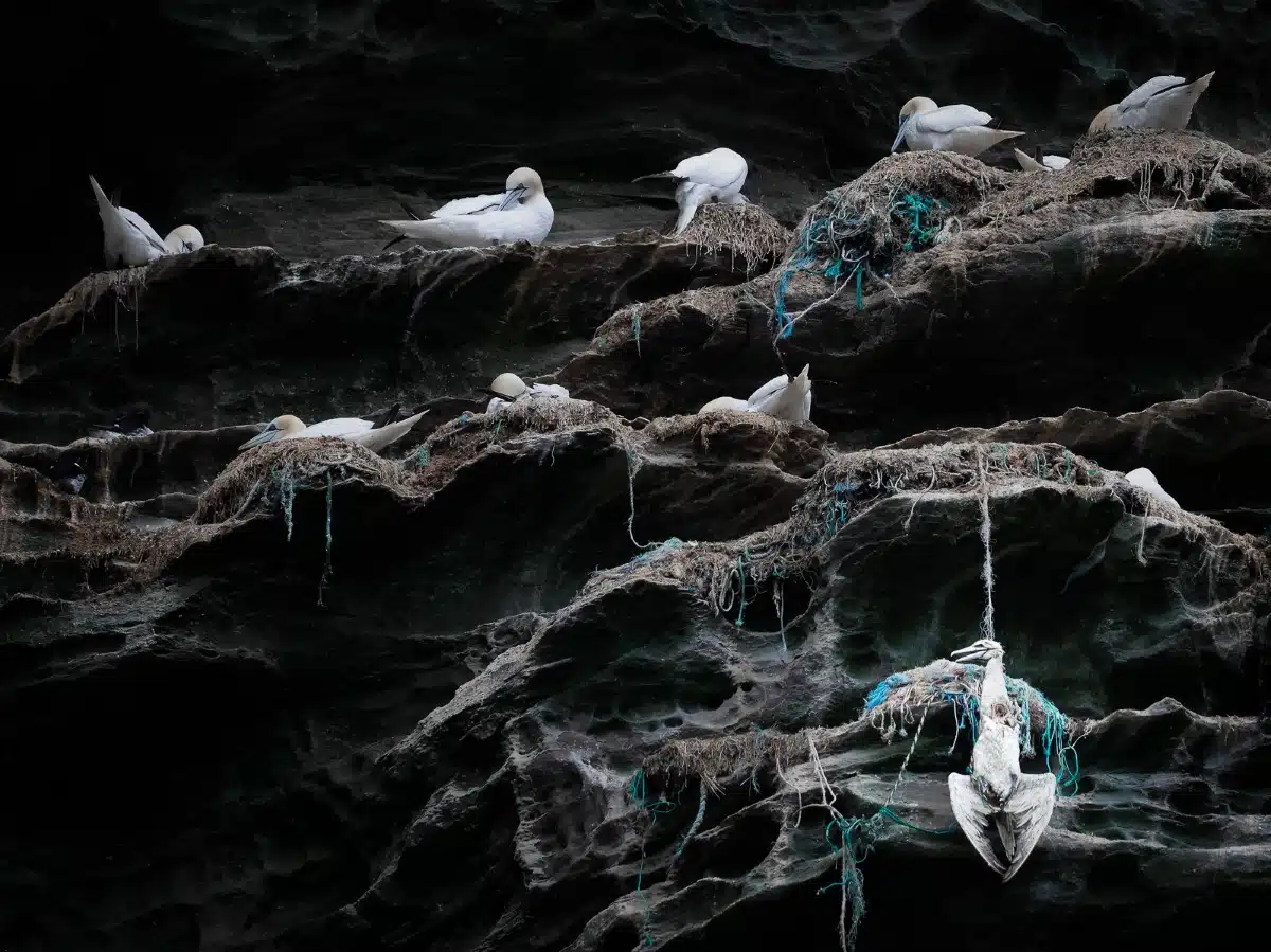 A deceased Northern Gannet hangs from a fishing line as its former peers surround it and go about their daily lives on the Isle of Noss