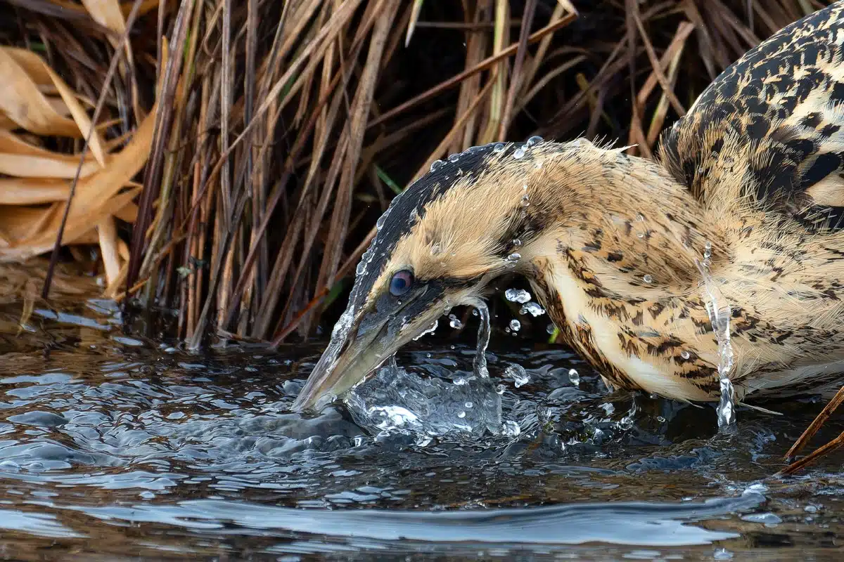 Eurasian bittern dipping its beak into Lake Federsee