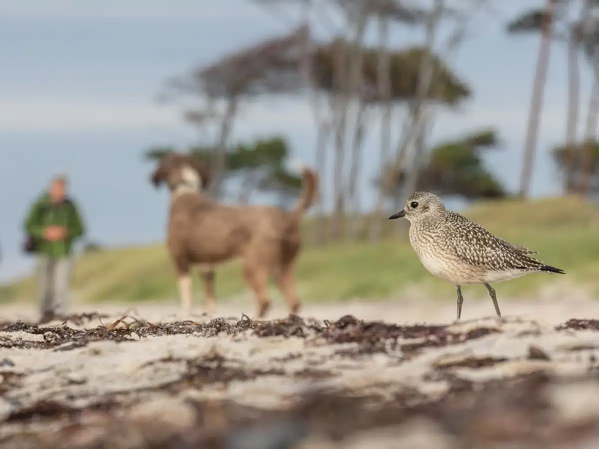 Grey plover on the beach