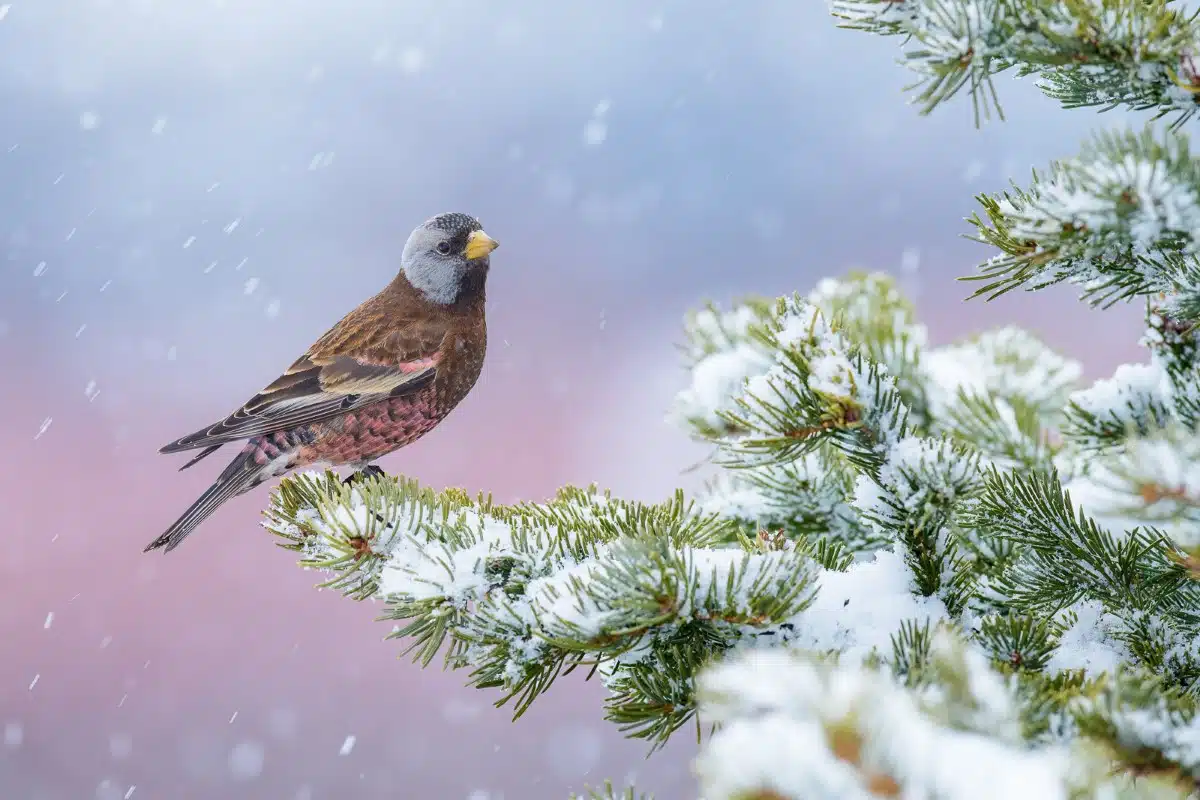 Portrait of a Grey-crowned Rosy-finch sitting on a snow covered branch