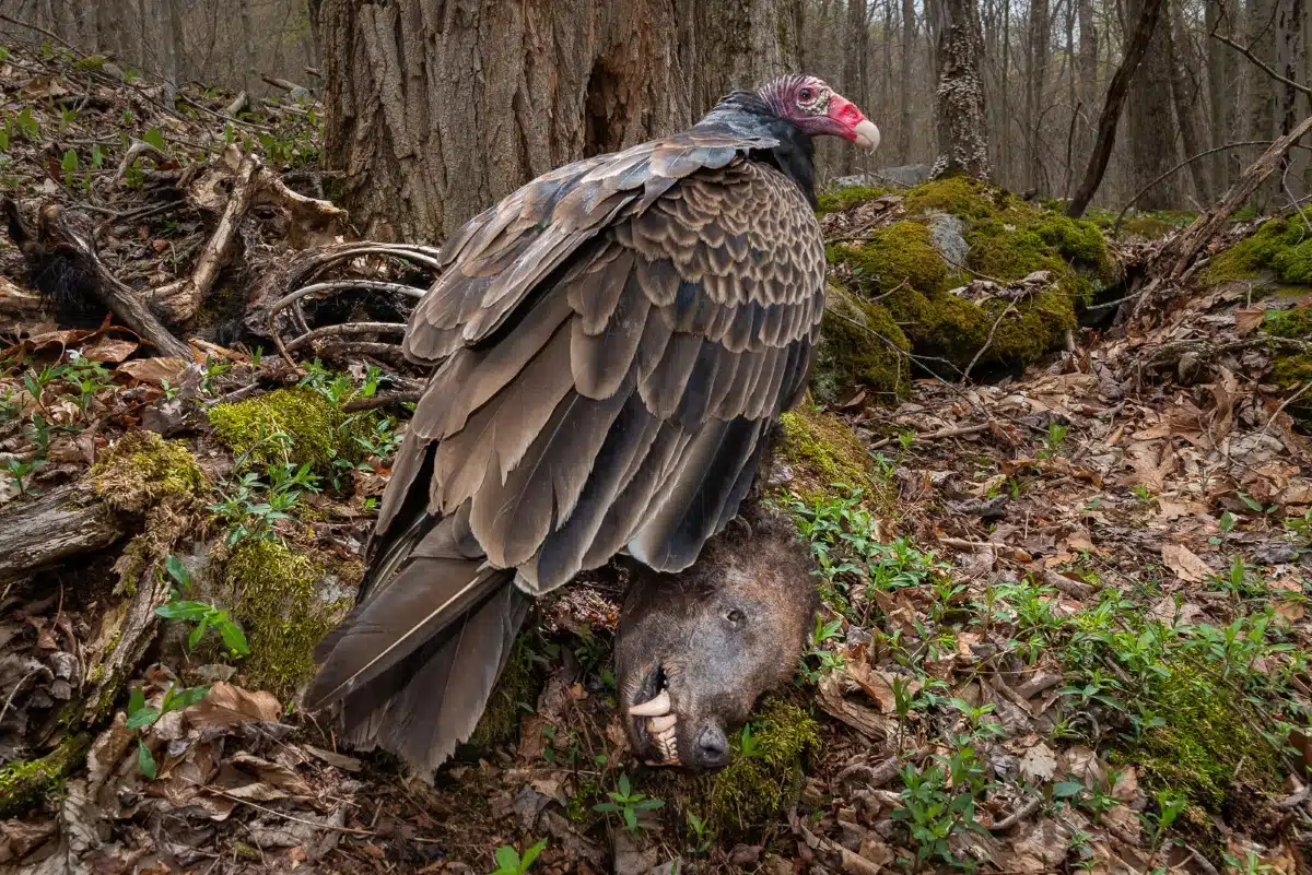 Turkey vulture standing on the carcass of an American Black Bear