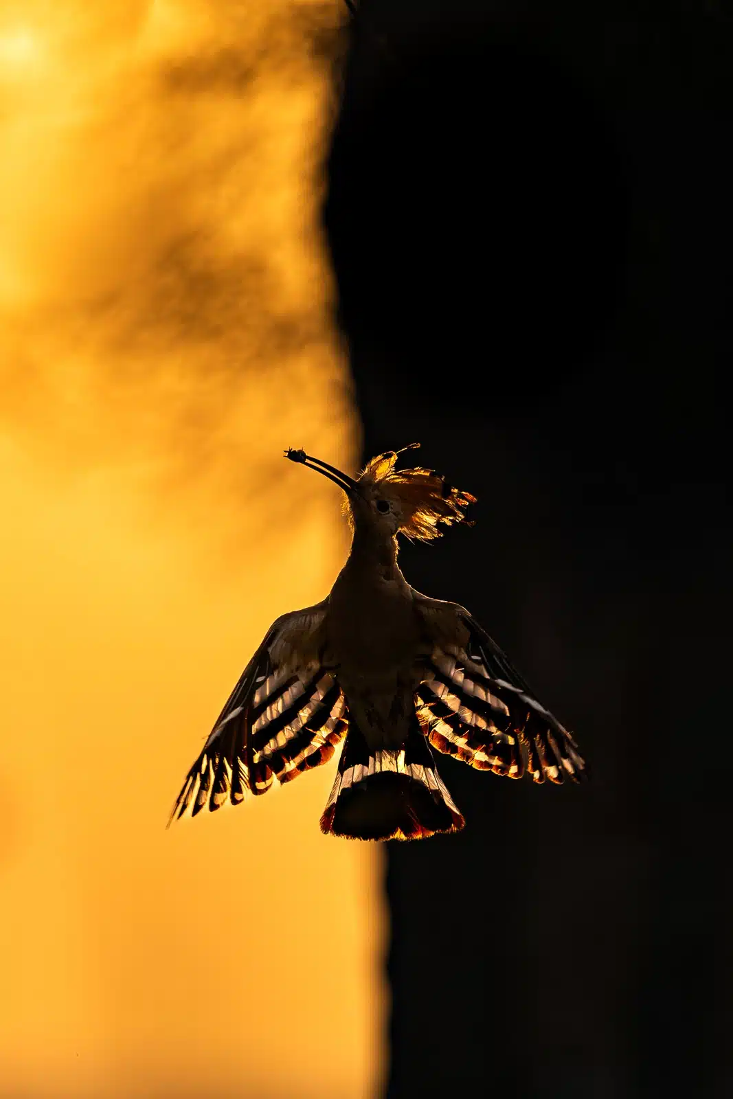 Graceful Eurasian Hoopoe Silhouette at Sunrise