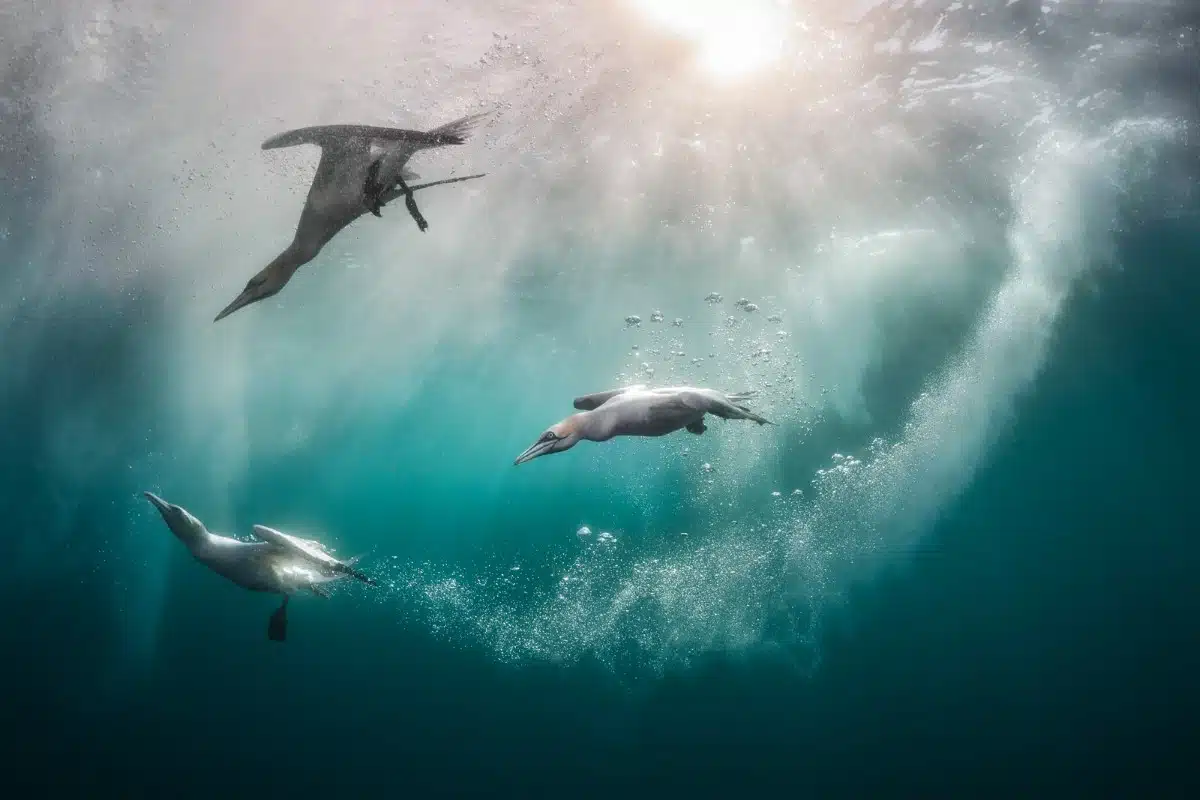 Northern Gannets diving into the ocean on a sunny day in Shetland.