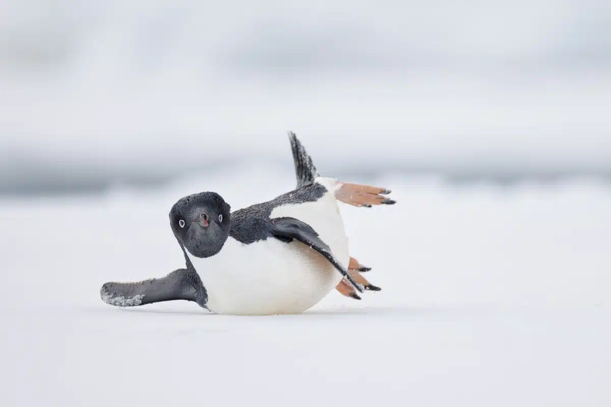 Adélie Penguin sliding on ice in Antarctica