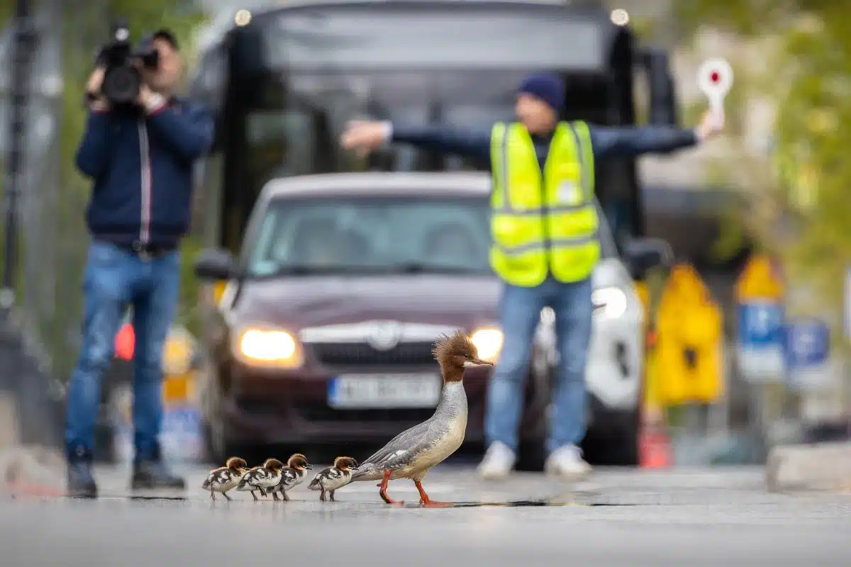 Mother Goosander crossing a road with her brood