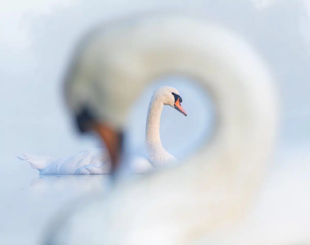 Portrait of two mute swans