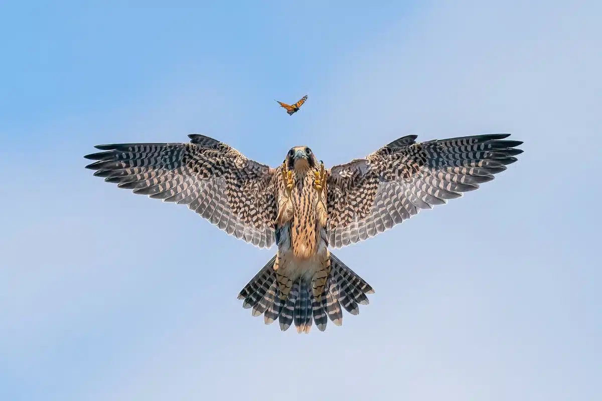 Peregrine Falcon fledgling practicing hunting