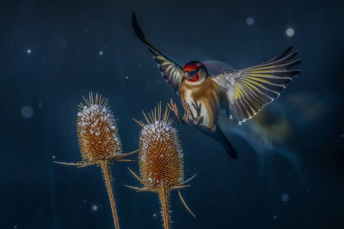 European Goldfinch searching for seeds in winter