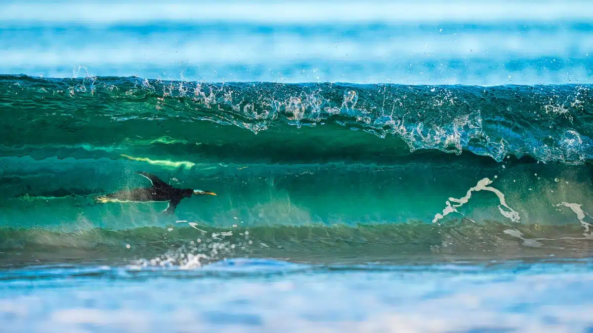 Gentoo Penguins surfing in the waves in the Falkland Islands