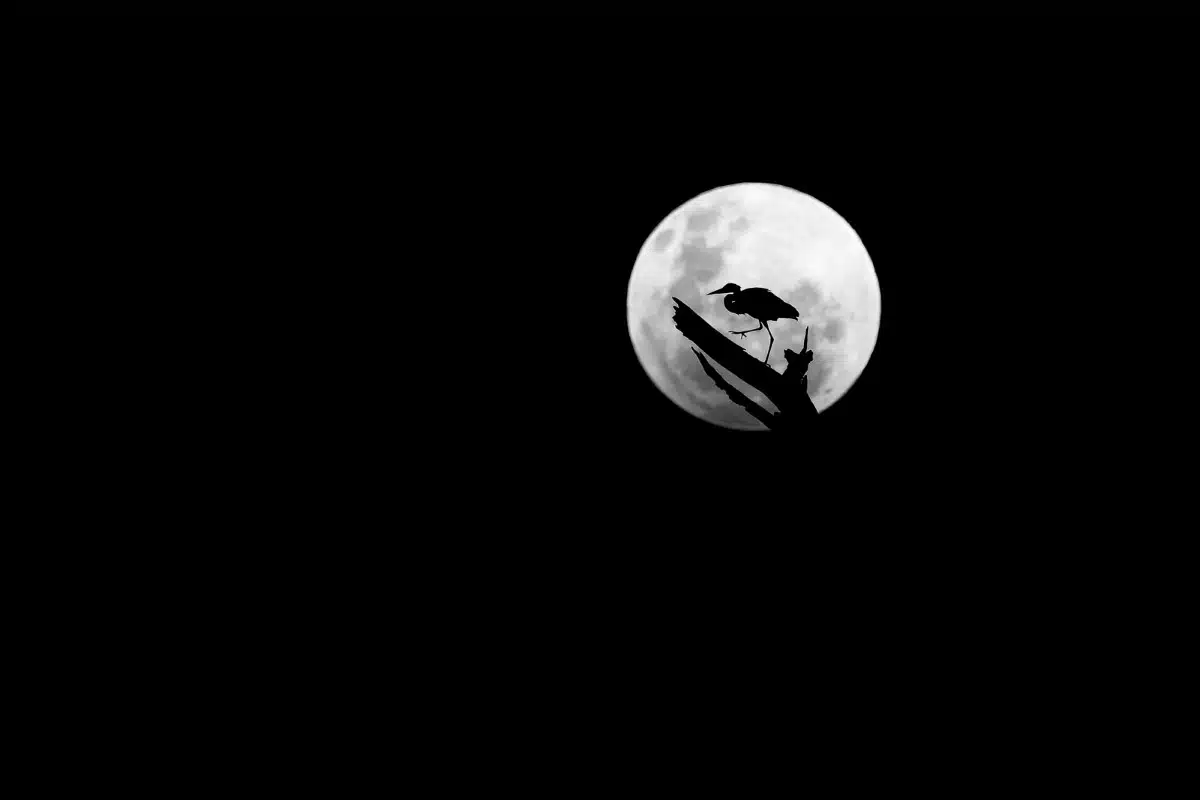 Grey Heron as it looks for a roosting place in the top of a dead tree, illuminated by a full moon