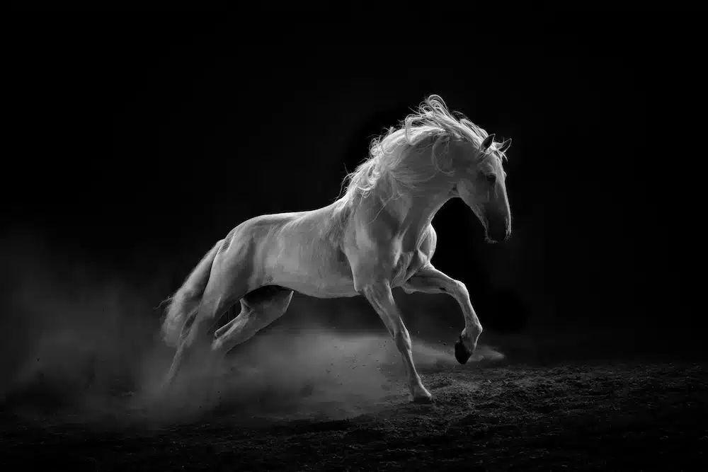 Black and white portrait of an Andalusian stallion