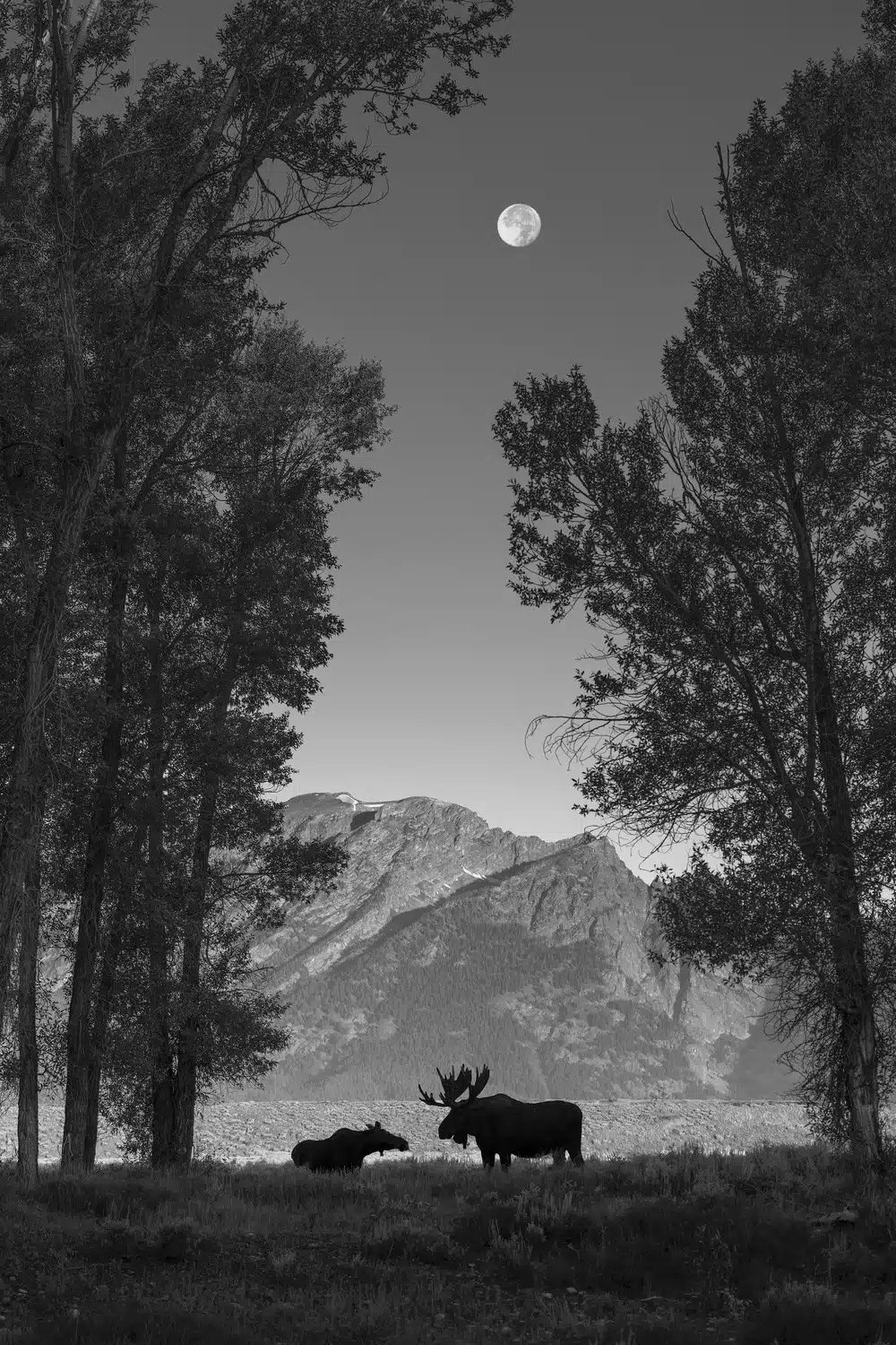 Black and white photo of two moose in Wyoming