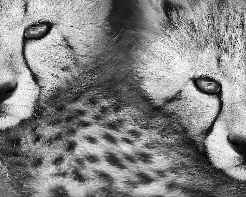 Black and white portrait of two cheetahs