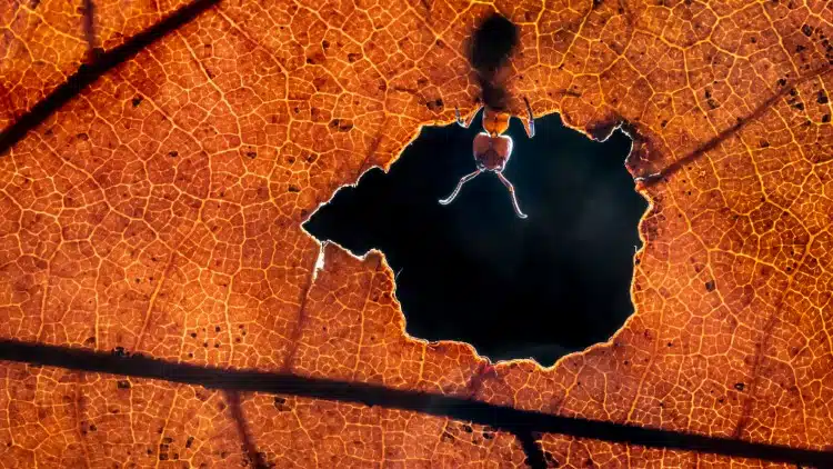 Red ant looking through a hole in a leaf