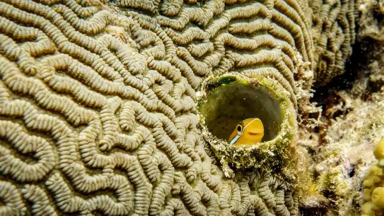 Blenni fish peeking out from a hole in the coral