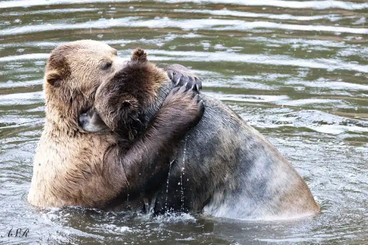 Brown bears embracing in the water