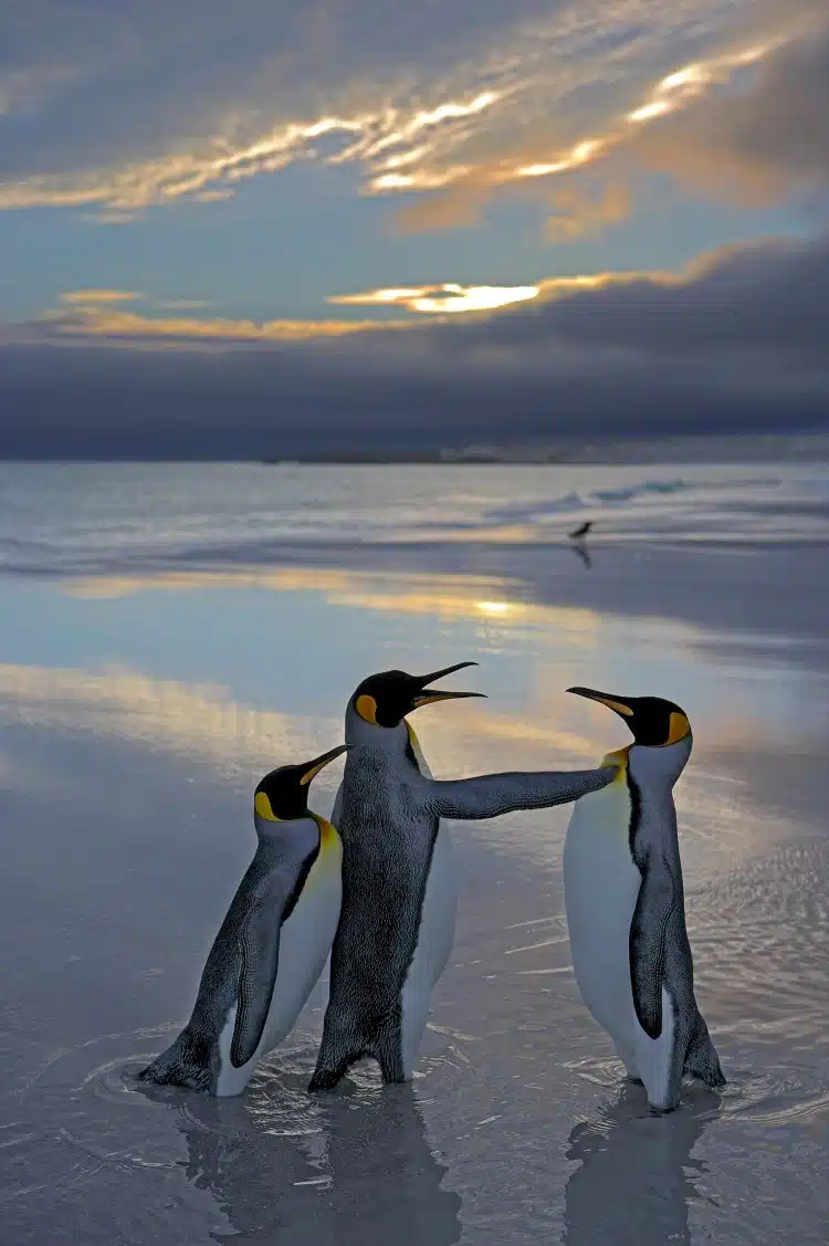 Male king penguins pushing each other over a female