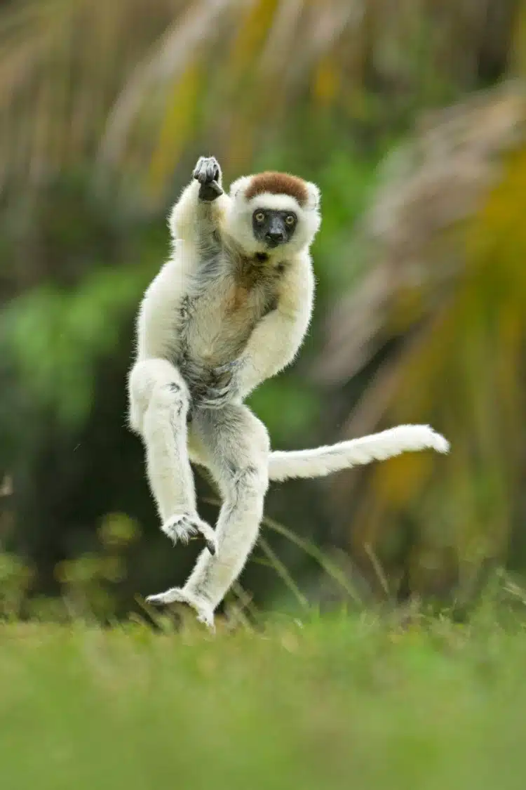 Sifaka in Madagascar