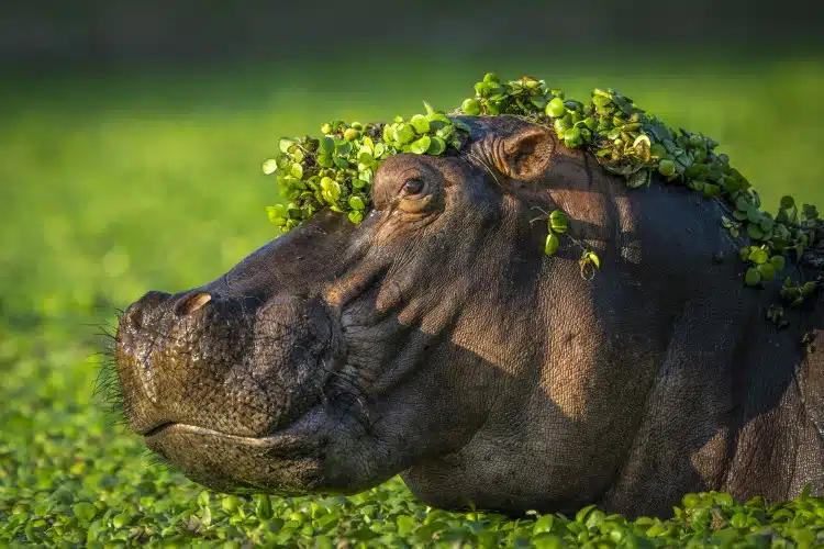 Hippo with green water plants on its head