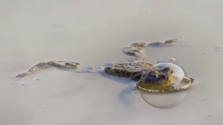 Frog swimming while its head is in a bubble