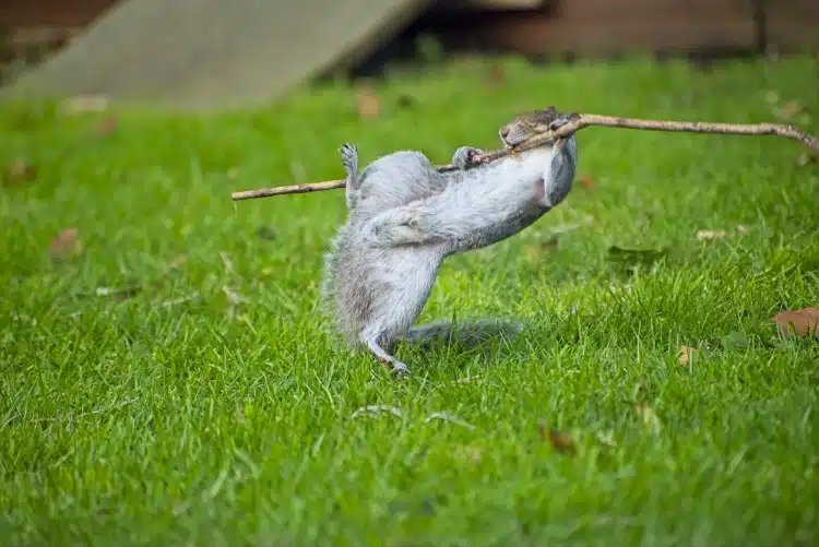 Squirrel with a stick 