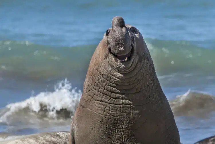 Smiley elephant seal