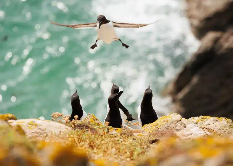 Razorbill flying in onto a rock