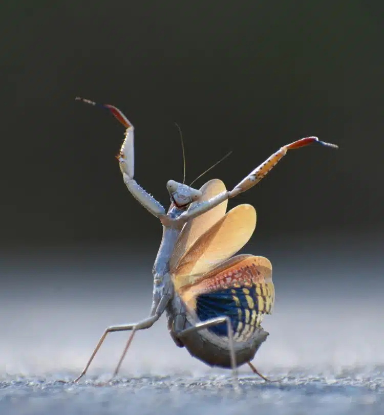 Flemish mantis