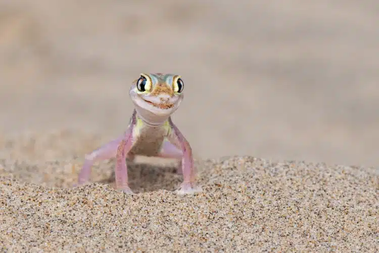 Gecko in the Namib Desert