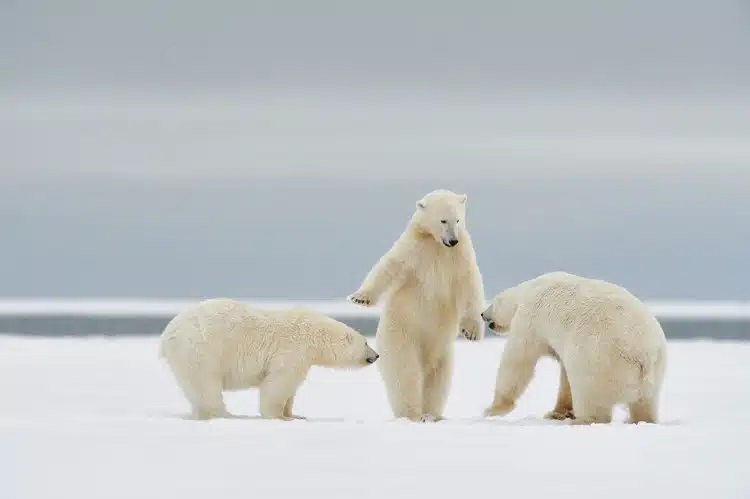 Three polar bears