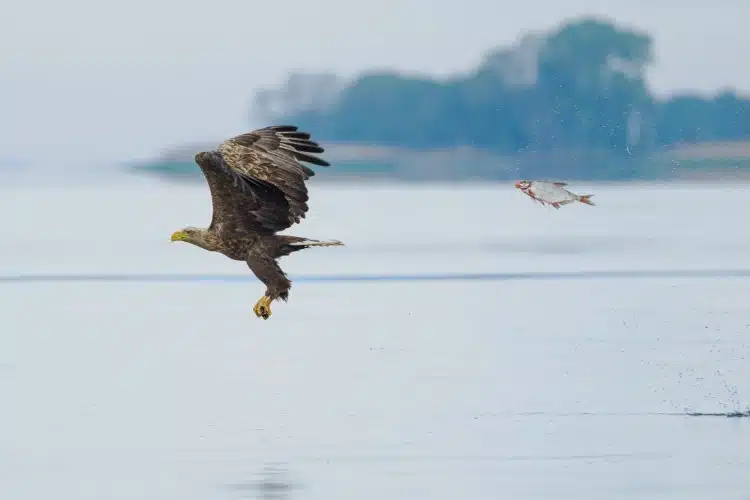 Bald eagle flying over water while fish jumps up