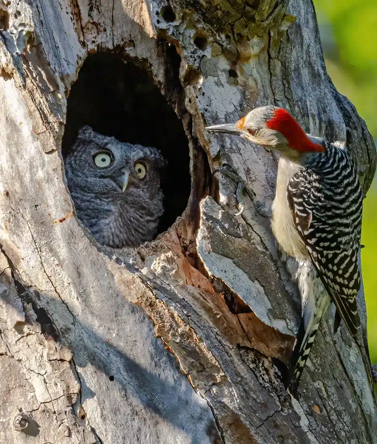 Female red-bellied woodpecker looking into a screech owl next