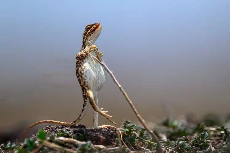 Fan throated lizard with a stick