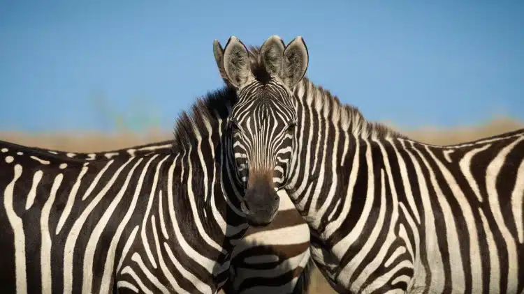 Two zebras nuzzling each other