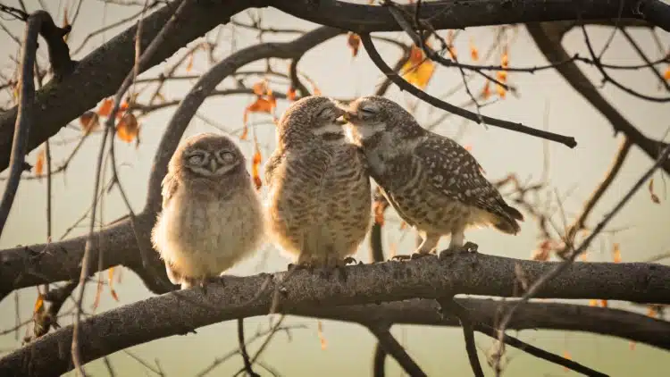 Three owlets on a tree branch