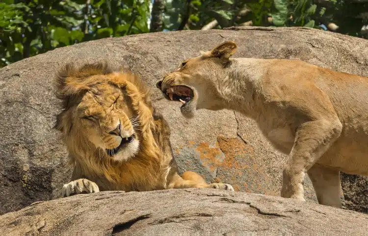 Lioness roaring in a lion's ear