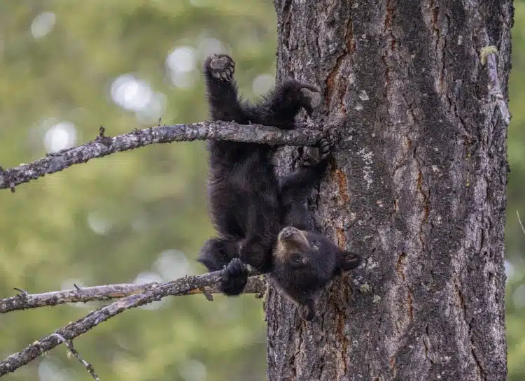 Baby bear hanging upsidedown in a tree