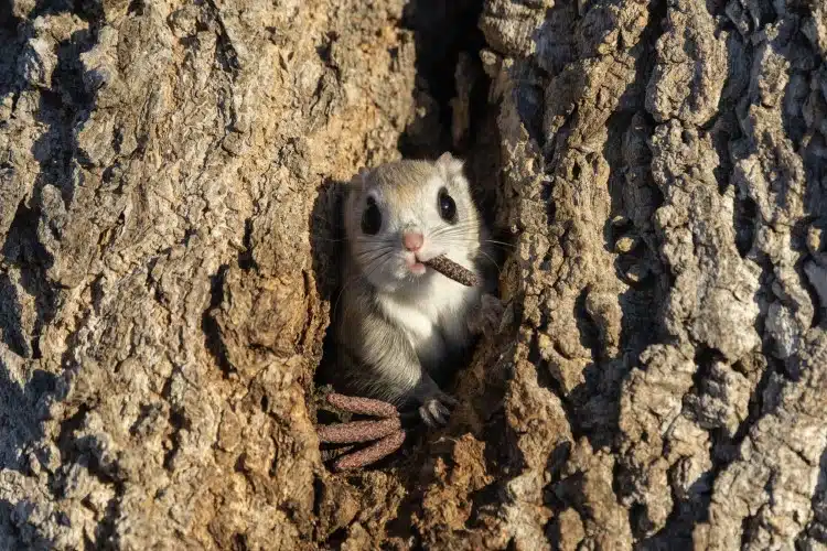 Mouse nibbling on a piece of wood