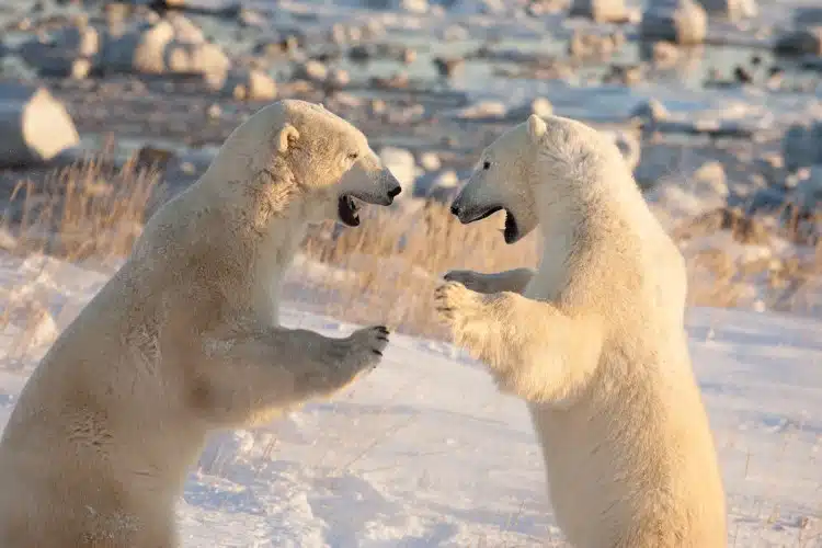 Two polar bears seemingly talking