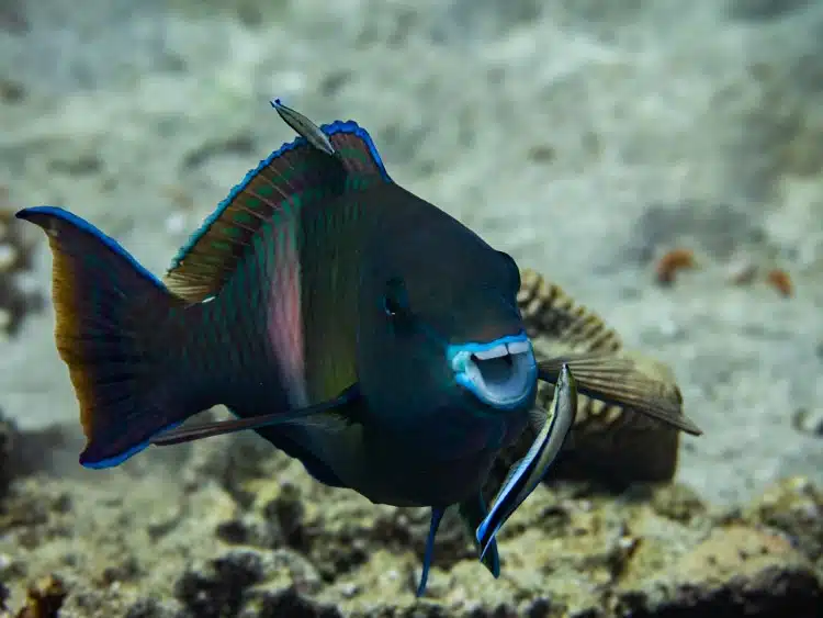 Parrotfish in Egypt