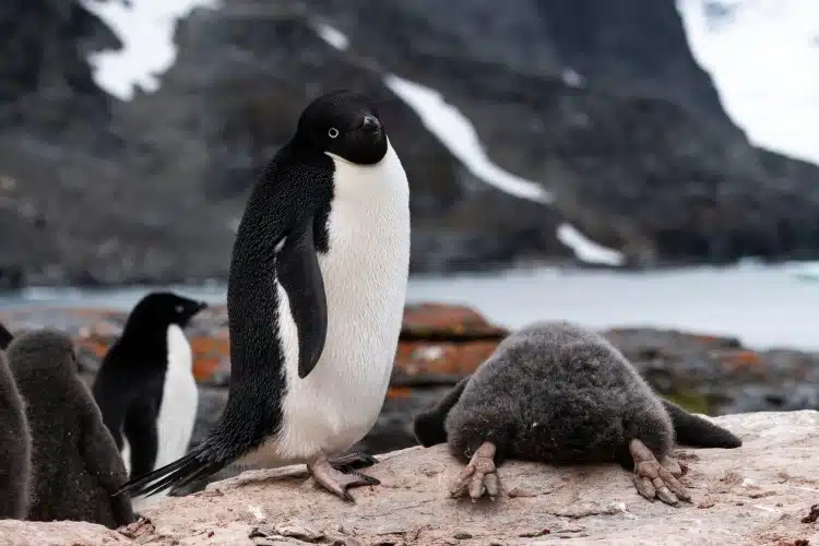 An Adelie penguin stands over its chick as it lays flat on the rock to cool off.